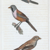 1. La petite charbonnière; 2. la mésange moustache mâle; 3. la mésange moustache femelle.