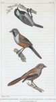 1. La petite charbonnière; 2. la mésange moustache mâle; 3. la mésange moustache femelle.
