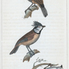 1. La mésange remis; 2. la mésange huppée; 3. la mésange à longue queue.