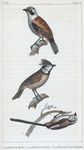 1. La mésange remis; 2. la mésange huppée; 3. la mésange à longue queue.