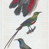 1. Le grimpereau de muraille; 2. le soui-manga vert doré à longue queue; 3. le soui-manga olive à gorge pourpre.