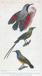 1. Le grimpereau de muraille; 2. le soui-manga vert doré à longue queue; 3. le soui-manga olive à gorge pourpre.