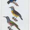 1. Le guitguit noir et bleu; 2. le sucrier; 3. le soui-manga à longue queue et à capuchon violet.