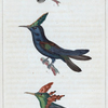 1. Le plus petit oiseau mouche; 2. l'oiseau mouche huppé; 3. le huppé-col.