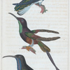 1. L'oiseau au mouche à collier ¾ de grandr. nat.; 2. le colibri topaze; 3. le colibri rubis.