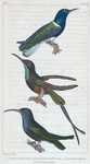 1. L'oiseau au mouche à collier ¾ de grandr. nat.; 2. le colibri topaze; 3. le colibri rubis.