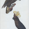 1. Le kakatoès à huppe blanche; 2. le kakatoès à huppe jaune.