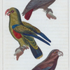 1. Le perroquet gris; 2. le perroquet vert; 3. le vasa.