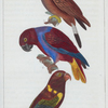 1. Le mascarin; 2. le noira; 3. le lory cramoisi.