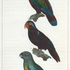 1. Le lory tricolor; 2. le lory rouge; 3. le perroquet à tête grise.