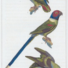 1. Le moineau de Guinée; 2. la perruche à tête couleur de rose; 3. la perruche aux aîles variées.