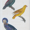 1. Le papegai de paradis; 2. le papegai maillé; 3. le tavoua.