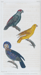 1. Le papegai de paradis; 2. le papegai maillé; 3. le tavoua.