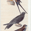 1. L'hirondelle de cheminée; 2. le martinet noir; 3. l'hirondelle de rivage.