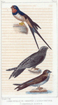 1. L'hirondelle de cheminée; 2. le martinet noir; 3. l'hirondelle de rivage.