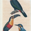 1. Le toucan; 2. le toucan à gorge jaune; 3. le martin pêcheur.