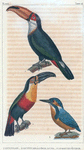 1. Le toucan; 2. le toucan à gorge jaune; 3. le martin pêcheur.