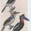 1. Le calao; 2. le calao d'Abyssinie; 3. le plus grand martin pêcheur.