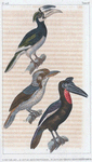 1. Le calao; 2. le calao d'Abyssinie; 3. le plus grand martin pêcheur.