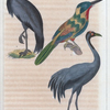 1. Le jacamar; 2. la grue; 3. la demoiselle de Numidie.