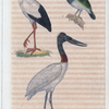 1. La cigogne; 2. le jabiru; 3. le todier.