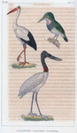 1. La cigogne; 2. le jabiru; 3. le todier.