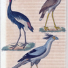 1. L'oiseau royal; 2. le secretaire; 3. le cariama.