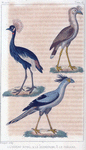 1. L'oiseau royal; 2. le secretaire; 3. le cariama.