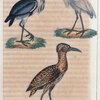1. Le héron; 2. l'aigrette; 3. le butor.