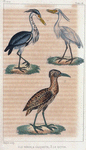 1. Le héron; 2. l'aigrette; 3. le butor.