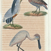 1. La spatule; 2. la bécasse; 3. le savacou.