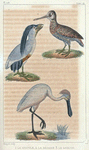 1. La spatule; 2. la bécasse; 3. le savacou.