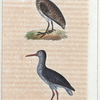 1. La bécassine; 2. le chevalier aux pieds rouges.