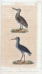 1. La bécassine; 2. le chevalier aux pieds rouges.