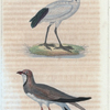1. La perdrix de mer; 2. l'ibis sacré.