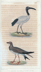 1. La perdrix de mer; 2. l'ibis sacré.