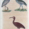 1. Le courlis; 2. le courlieu; 3. le courlis rouge.