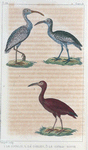 1. Le courlis; 2. le courlieu; 3. le courlis rouge.