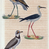 1. Le pluvier à collier; 2. le grand pluvier ou courlis de terre; 3. l'echasse.
