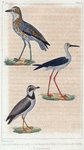 1. Le pluvier à collier; 2. le grand pluvier ou courlis de terre; 3. l'echasse.