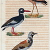 1. L'huitrier; 2. le coure-vite; 3. le tourne-pierre.
