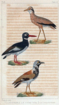 1. L'huitrier; 2. le coure-vite; 3. le tourne-pierre.