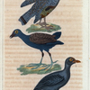 1. Le caurale; 2. la poule d'eau; 3. la foulque.