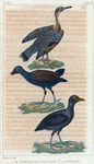1. Le caurale; 2. la poule d'eau; 3. la foulque.