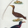 1. L'Oiseau du Tropique ou le Paille-en-queue. 2. Le Fou. 3. La Frégate.