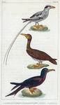 1. L'Oiseau du Tropique ou le Paille-en-queue. 2. Le Fou. 3. La Frégate.