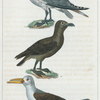 1. La Grande Moette [Mouette]. 2. Le Labbe ou Stercoraise. 2. Le Bec-en-Ciseaux.