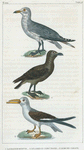 1. La Grande Moette [Mouette]. 2. Le Labbe ou Stercoraise. 2. Le Bec-en-Ciseaux.