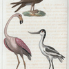 1. Le Noddi. 2. L'Avocette. 3. Le Flamand [Flammant].