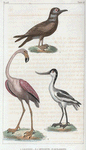 1. Le Noddi. 2. L'Avocette. 3. Le Flamand [Flammant].